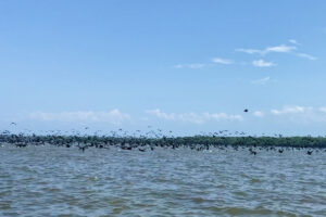 patos