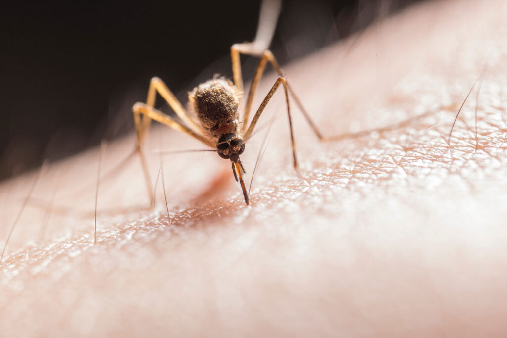 Mosquitos