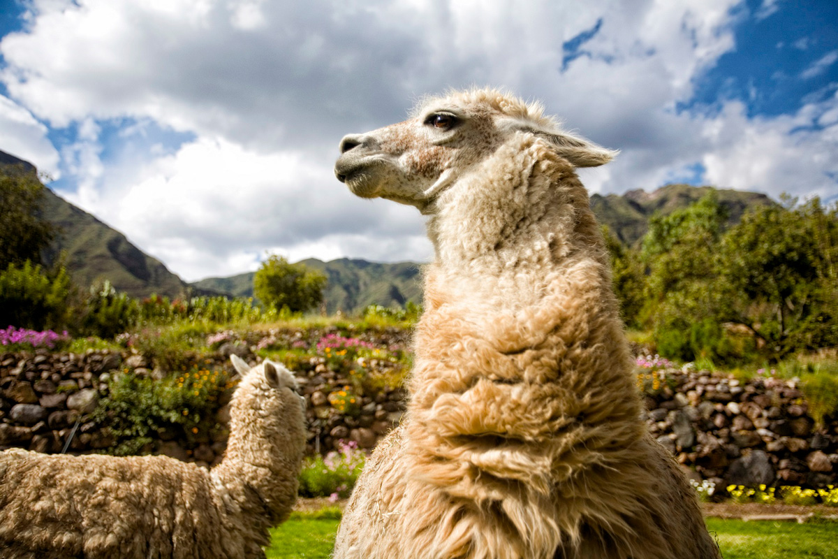 Machu Picchu