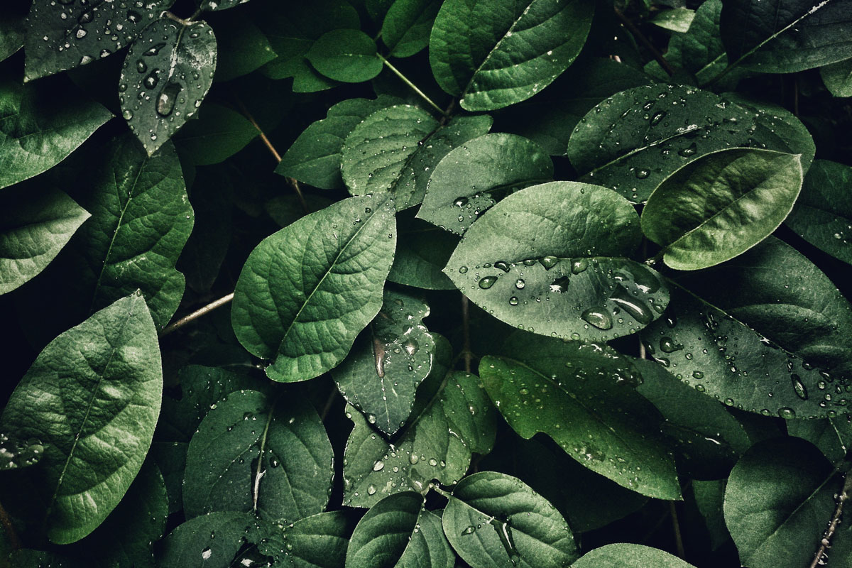 hojas verdes