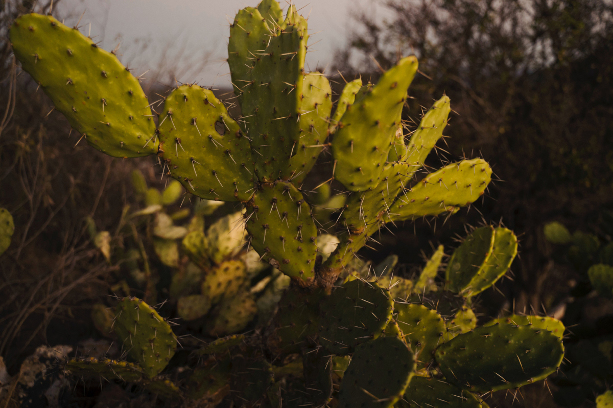 nopal_mexico