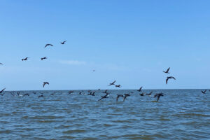 patos cerca