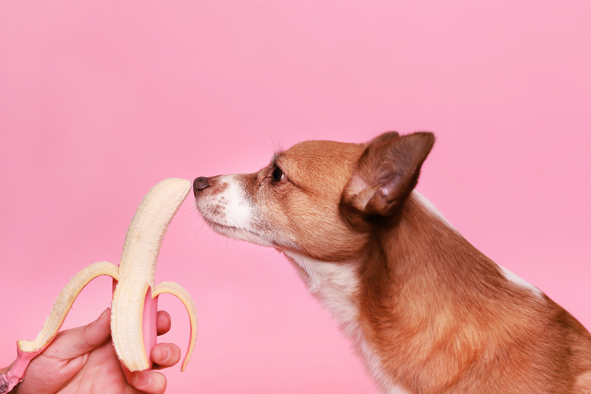 alimentación saludable para mascotas, Facebook