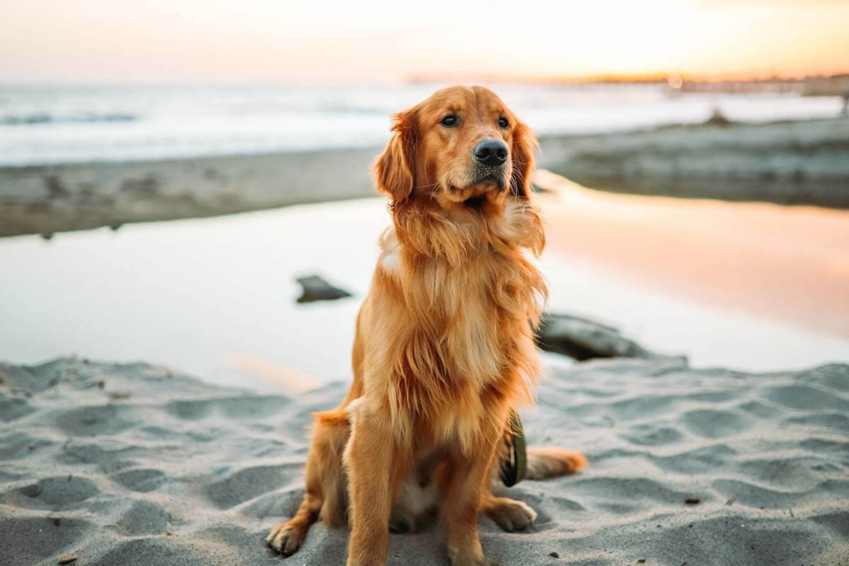 entender a mi perro