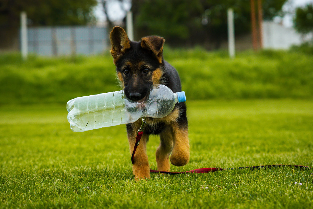 botella PET