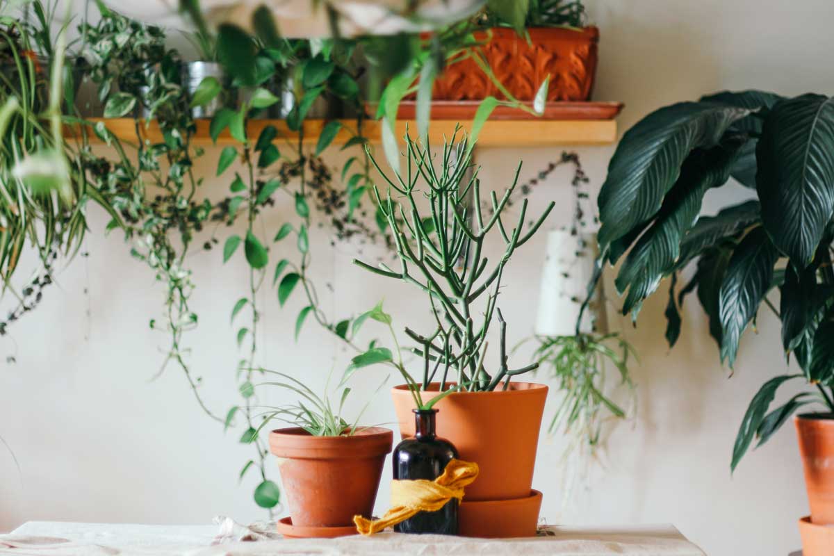 plantas para limpiar la energía