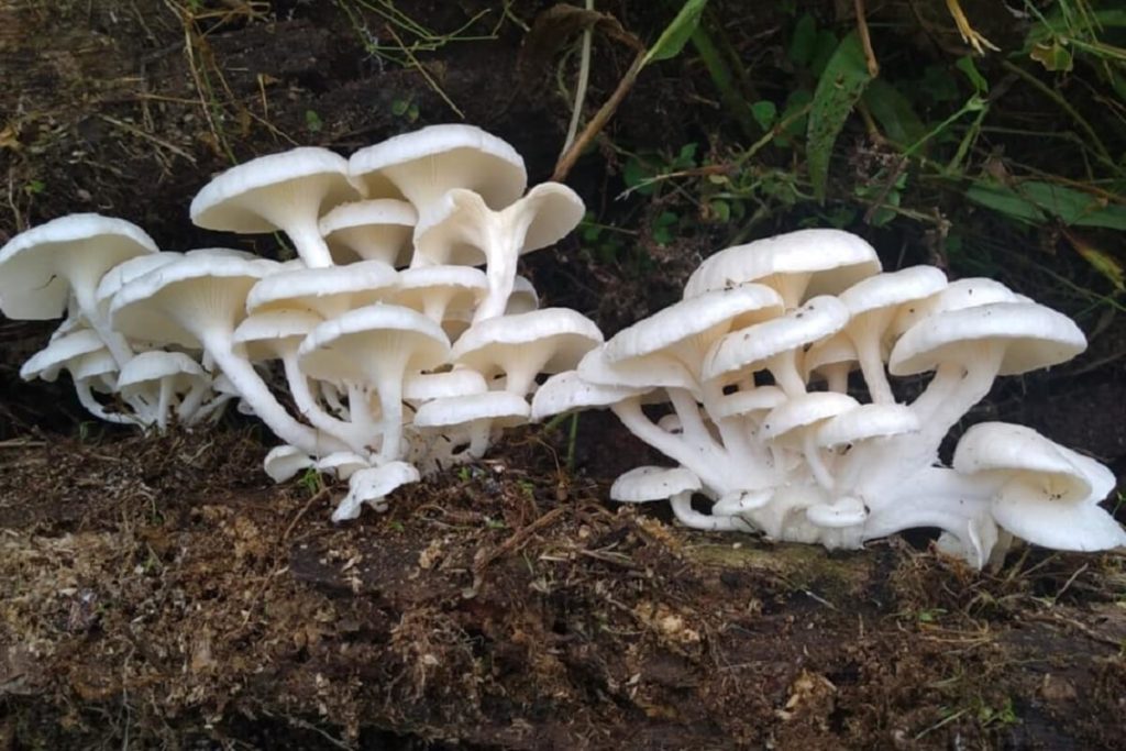 hongos