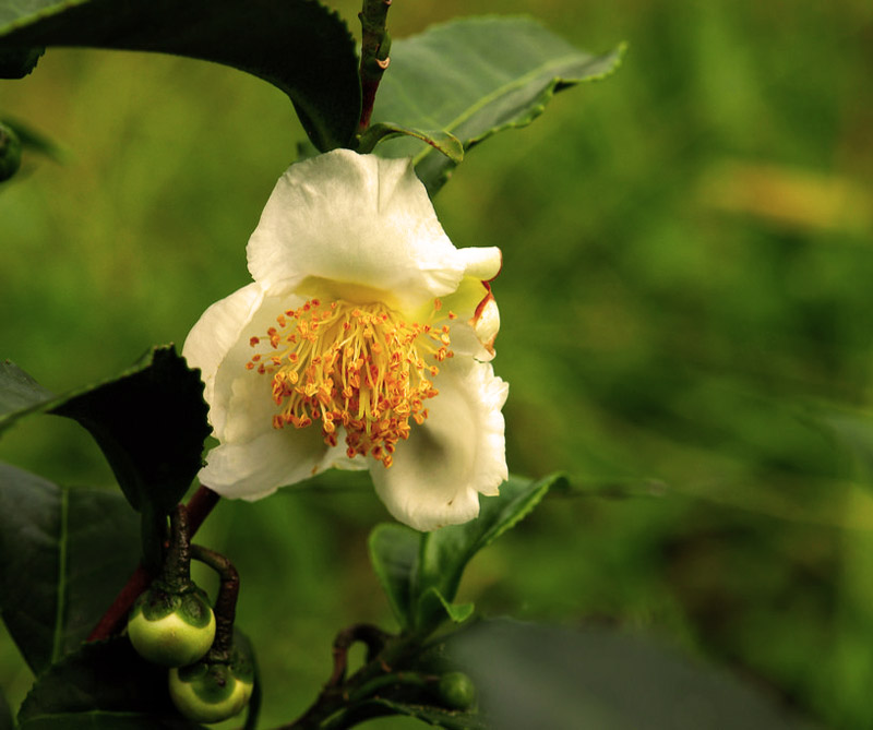 Camelia