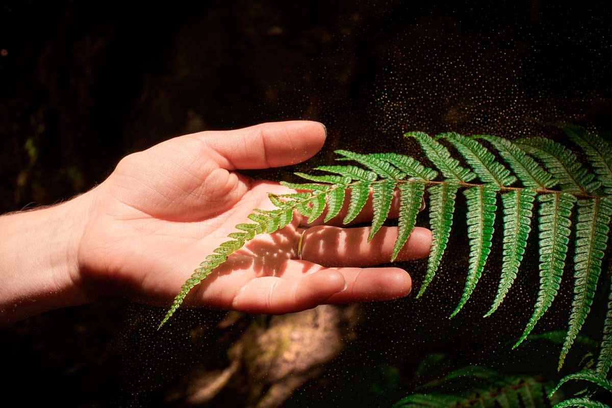 naturaleza musical