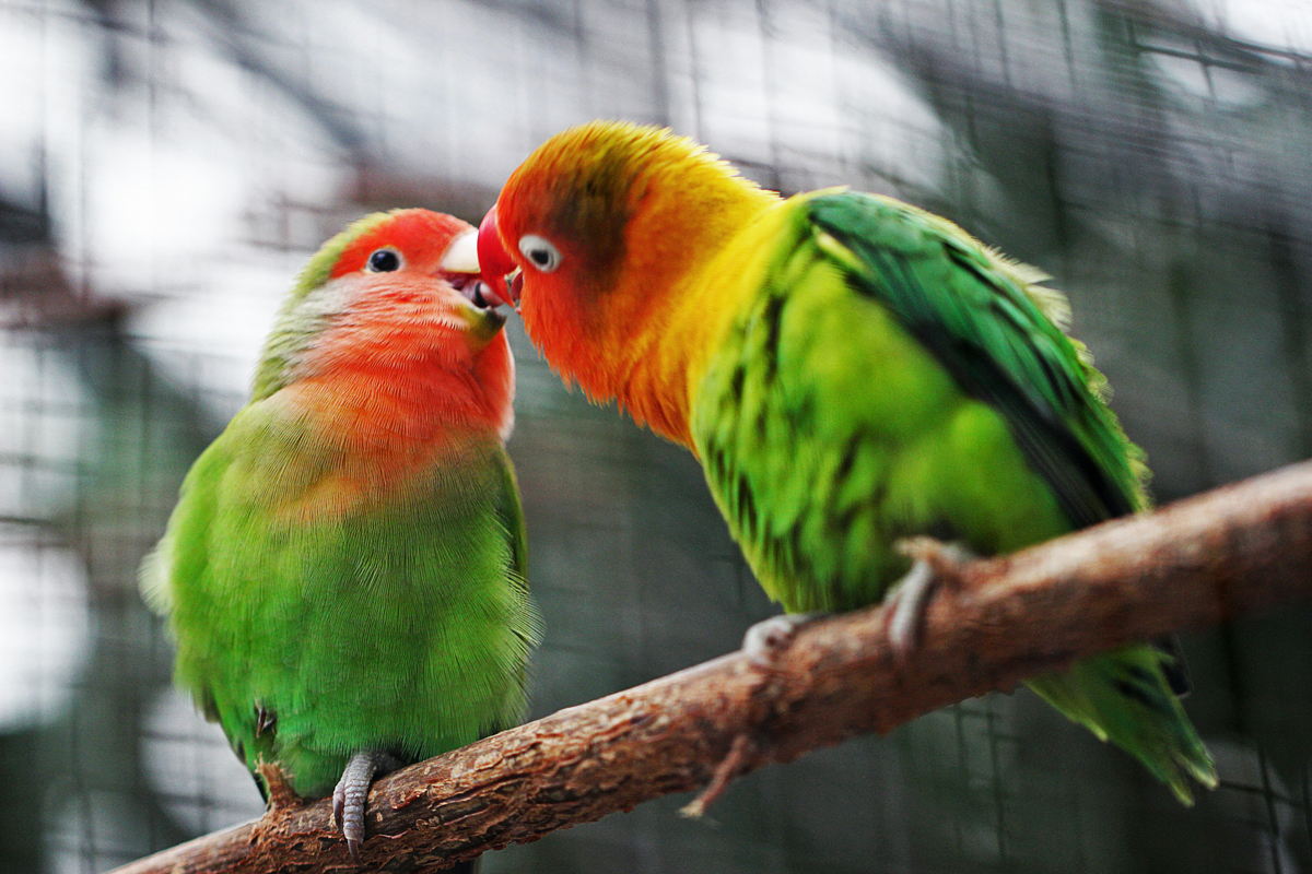 avistamiento de aves