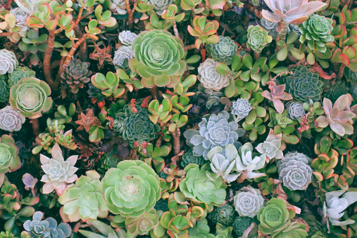 Comprar plantas en Bogotá, Facebook