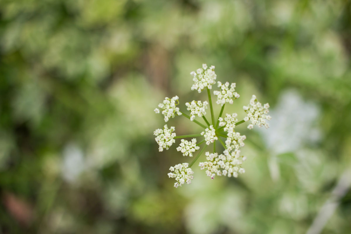 valeriana, Facebook