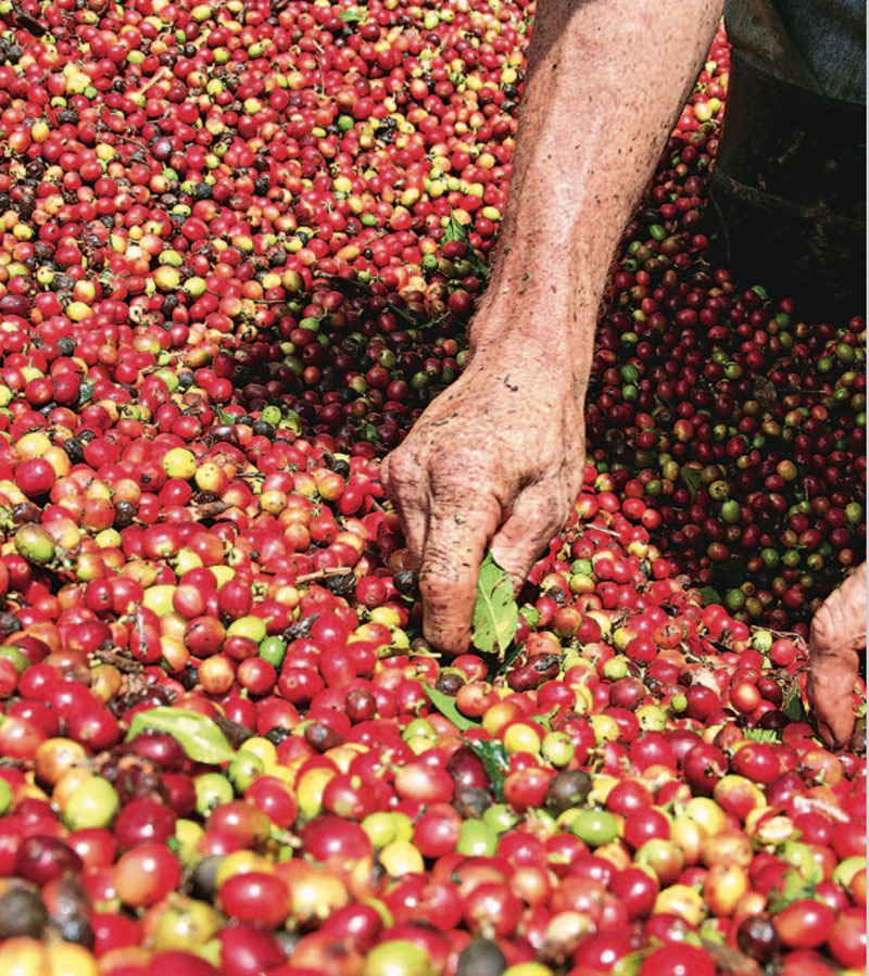 cerezas de café
