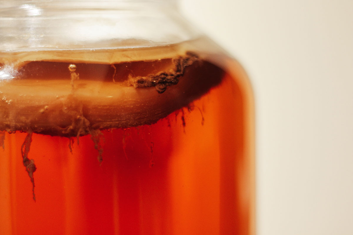 scoby, kombucha