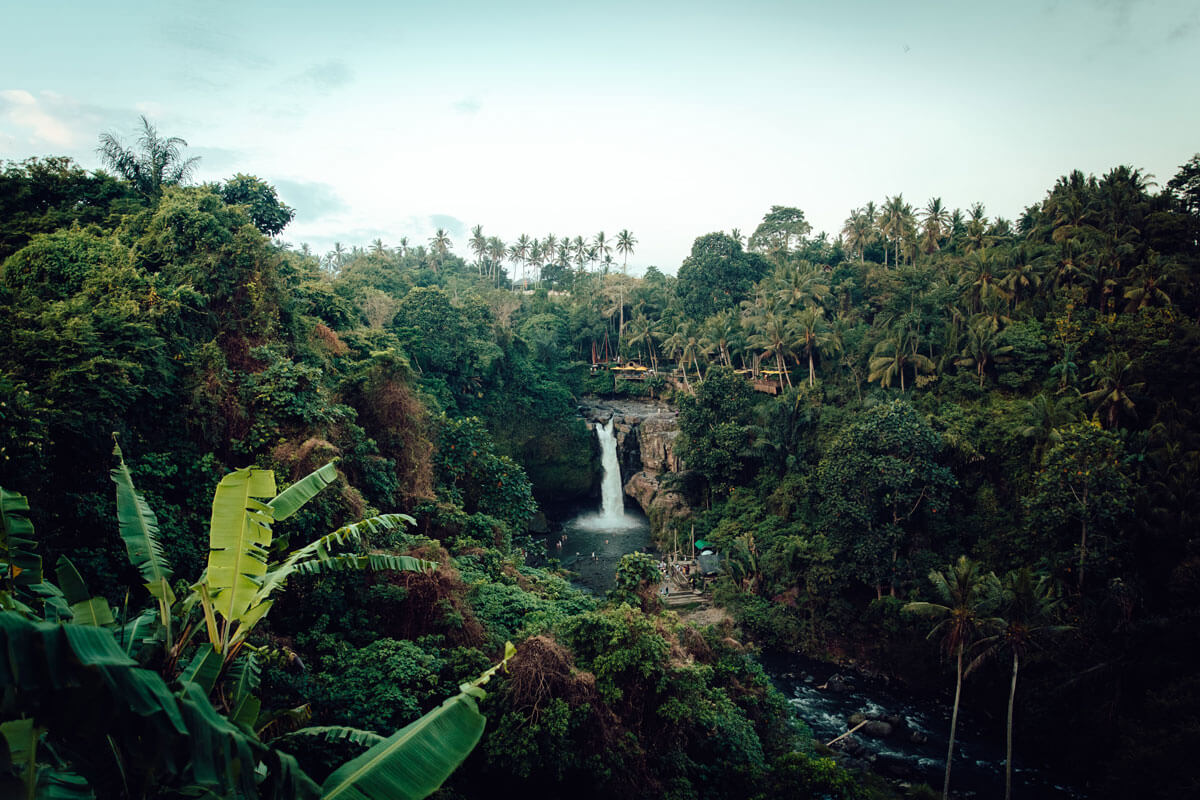 Selva