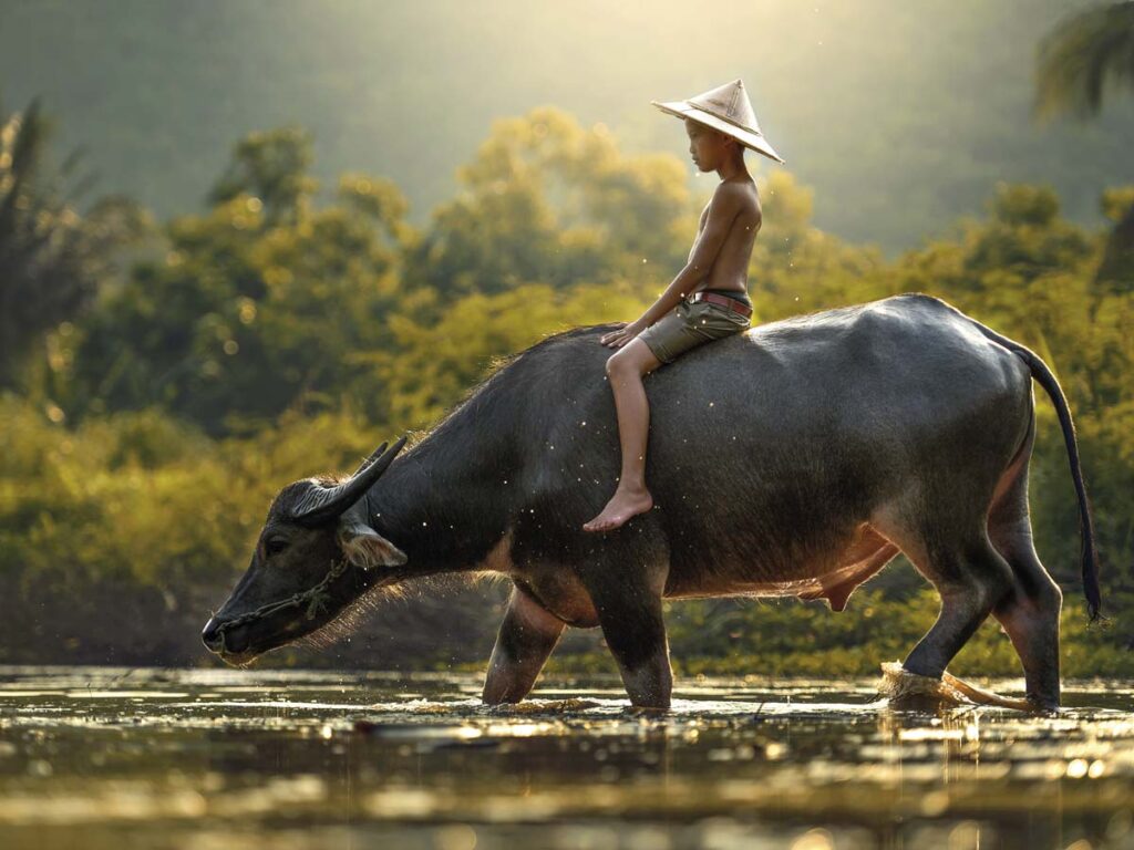búfalos de Camboya