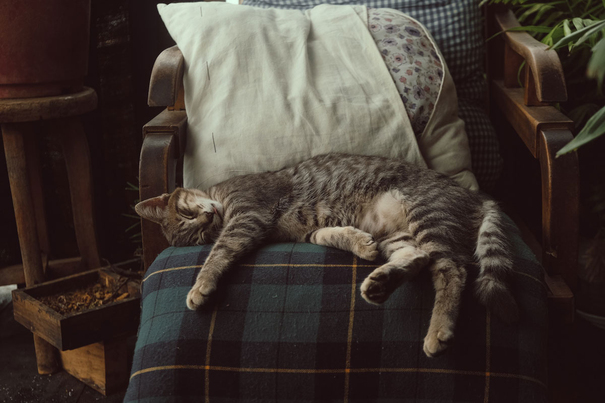 siesta