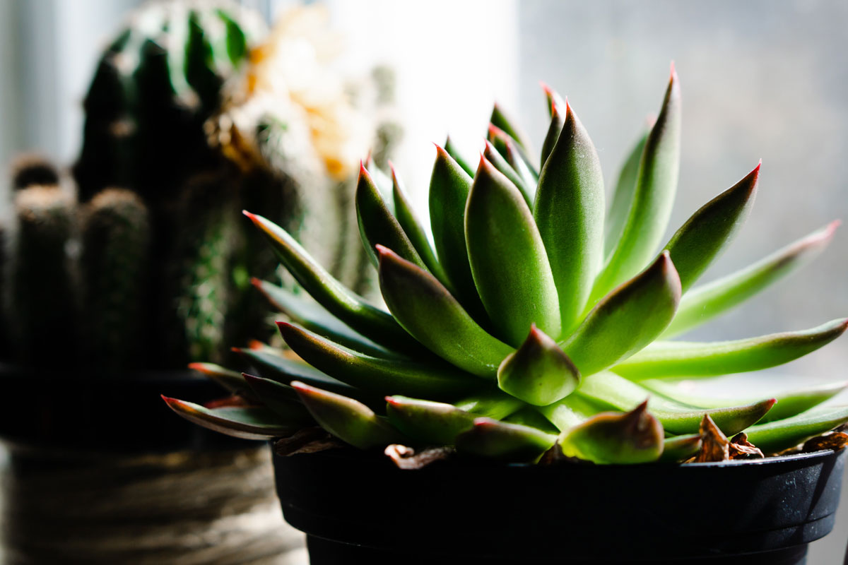 Suculenta en interiores