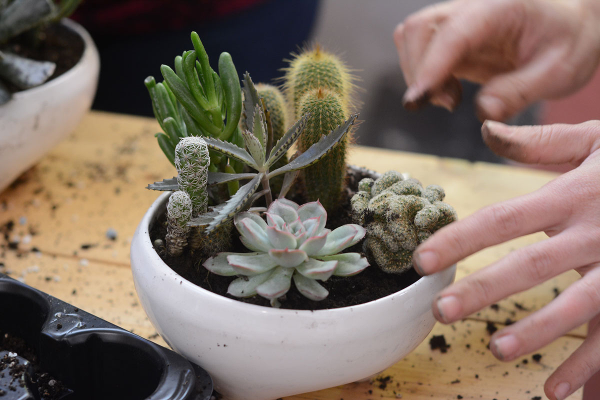 cactus y suculentas