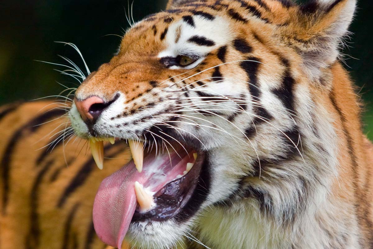 animales, animal