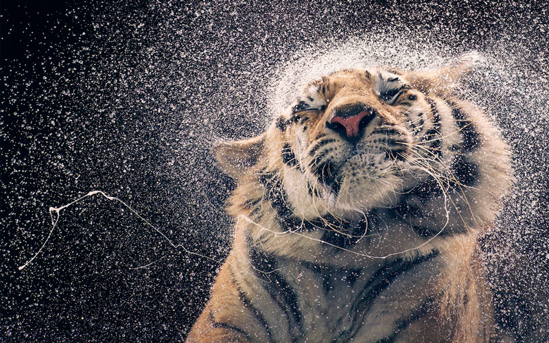 especies en vía de extinción