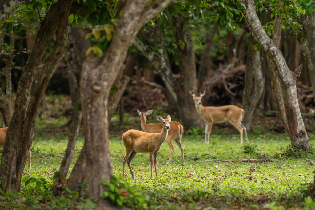 venado colombia casanare
