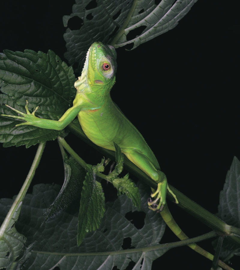 iguana de Colombia