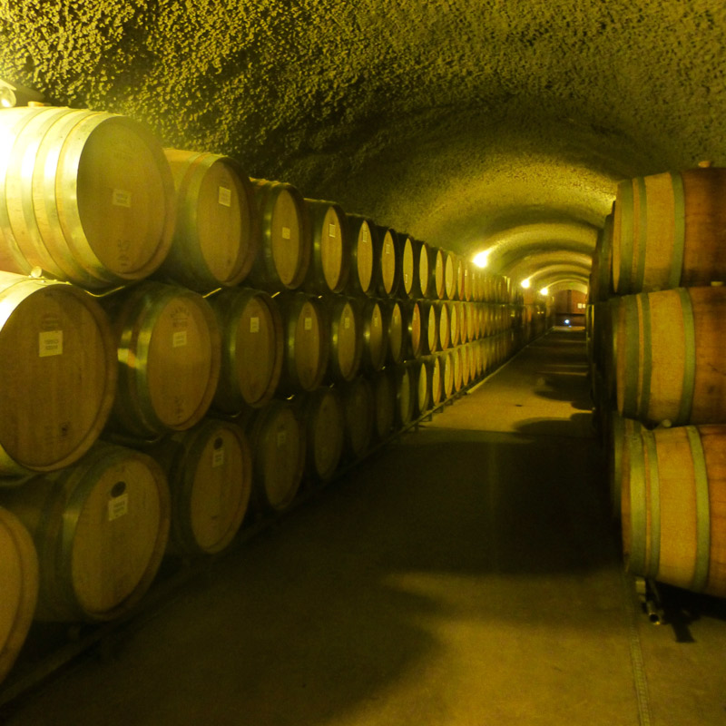 vinedo3