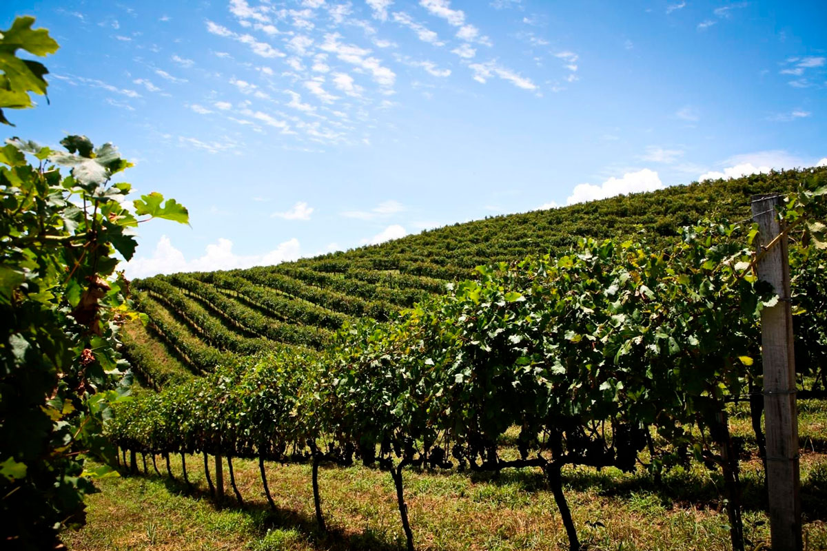 Vinos espumosos